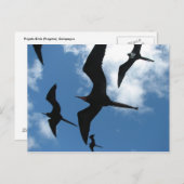 Frigate Birds (Fragata), Galapagos Islands 6 Briefkaart (Voorkant / Achterkant)