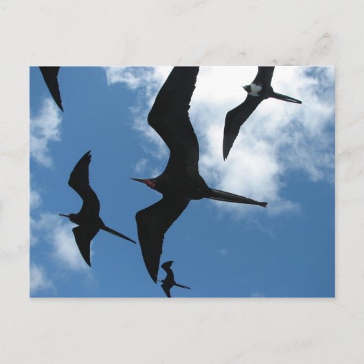 Frigate Birds (Fragata), Galapagos Islands 6 Briefkaart (Voorkant)