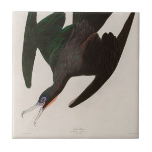 Frigate Pelican Birds of America Audubon Print Tegeltje