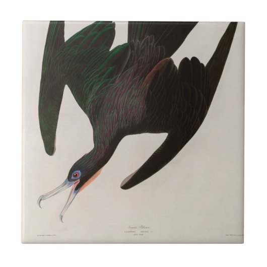 Frigate Pelican Birds of America Audubon Print Tegeltje (Voorkant)