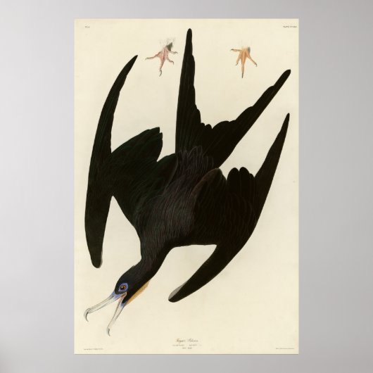 Frigate Pelican (Magnificent Frigatebird) Audubon Poster (Voorkant)