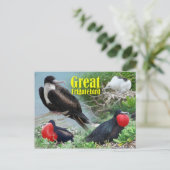 Frigatebird, Midway Atoll, Hawaiian Islands Briefkaart (Staand voorkant)