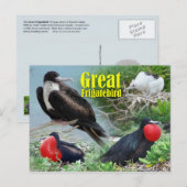 Frigatebird, Midway Atoll, Hawaiian Islands Briefkaart (Voorkant / Achterkant)