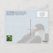 Frigatebird, Midway Atoll, Hawaiian Islands Briefkaart (Achterkant)