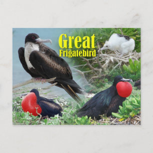 Frigatebird, Midway Atoll, Hawaiian Islands Briefkaart