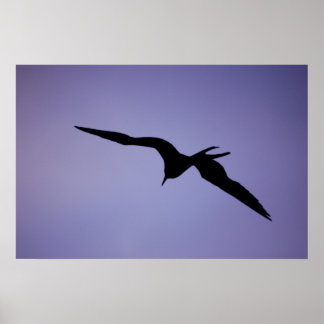 Frigatebird Silhouette Poster