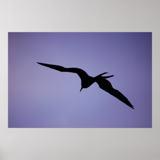 Frigatebird Silhouette Poster (Voorkant)