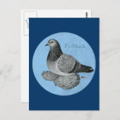 Frillback Blue Grizzle Pigeon Briefkaart (Voorkant / Achterkant)