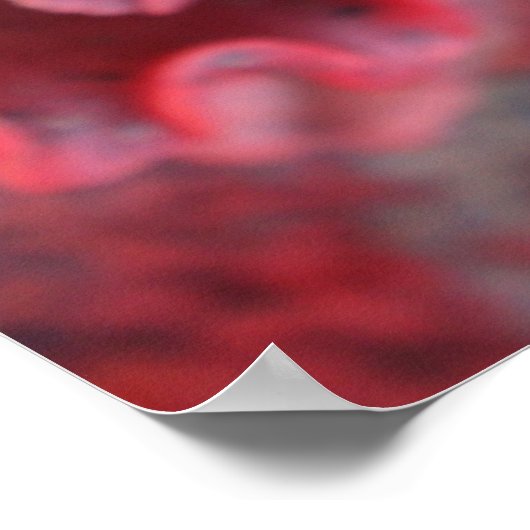 Frilled Echeveria poster (Hoek)