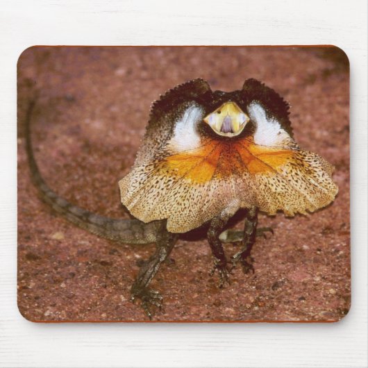 Frilled Lizard - Chlamydosaurus kingii Muismat (Voorkant)