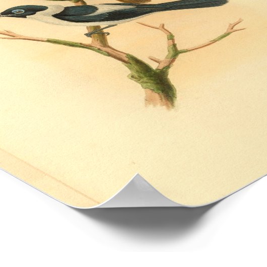 Frilled Neck Brown Flycatcher Bird  Print (Hoek)