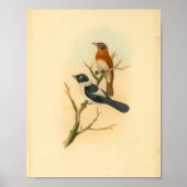 Frilled Neck Brown Flycatcher Bird  Print (Voorkant)