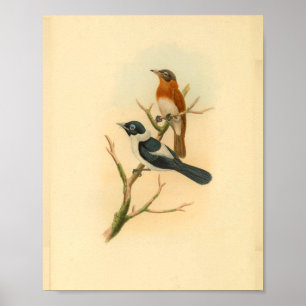 Frilled Neck Brown Flycatcher Bird  Print