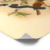 Frilled Neck Brown Flycatcher Bird  Print (Hoek)