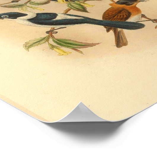 Frilled Neck Brown Flycatcher Bird  Print (Hoek)