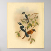 Frilled Neck Brown Flycatcher Bird  Print (Voorkant)