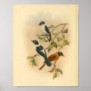 Frilled Neck Brown Flycatcher Bird  Print