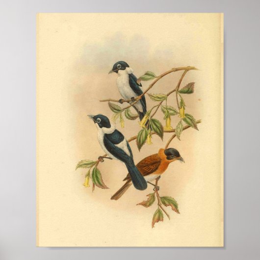 Frilled Neck Brown Flycatcher Bird  Print (Voorkant)