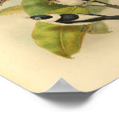 Frilled Neck Brown Flycatcher Bird  Print (Hoek)