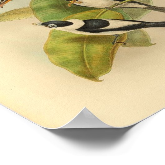 Frilled Neck Brown Flycatcher Bird Print (Hoek)