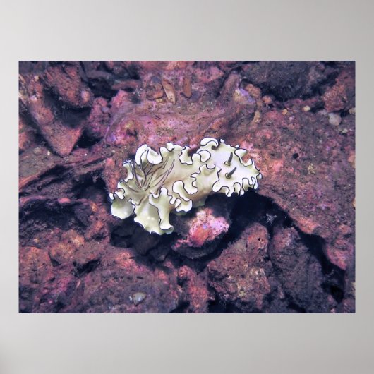 Frilly Nudibranch Poster (Voorkant)