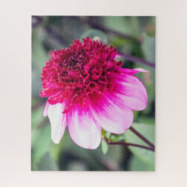 Frilly Pink and Magenta Two-Toned Dahlia Legpuzzel