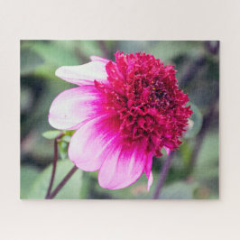 Frilly Pink and Magenta Two-Toned Dahlia Legpuzzel
