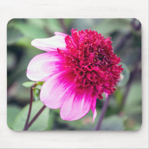 Frilly Pink and Magenta Two-Toned Dahlia Muismat