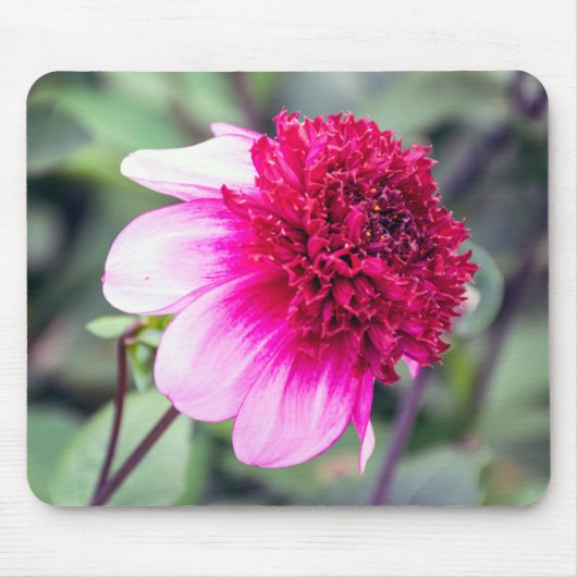 Frilly Pink and Magenta Two-Toned Dahlia Muismat (Voorkant)