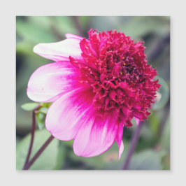 Frilly Pink en Magenta Dahlia Magnetic Card