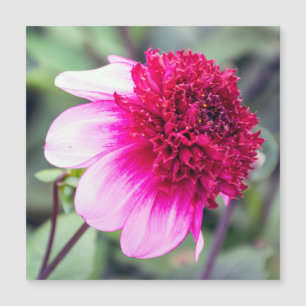 Frilly Pink en Magenta Dahlia Magnetic Card