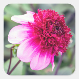Frilly Pink en Magenta Dahlia Vierkante Sticker