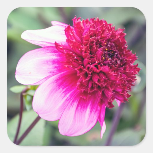 Frilly Pink en Magenta Dahlia Vierkante Sticker (Voorkant)
