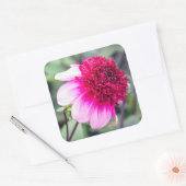 Frilly Pink en Magenta Dahlia Vierkante Sticker (Envelop)