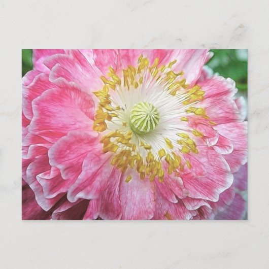 Frilly Pink Poppy Briefkaart (Voorkant)