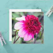 Frilly Roze en Magenta Dahlia Dankkaart