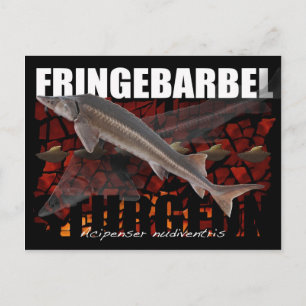 Fringebarbel-Ship Sturgeon Briefkaart