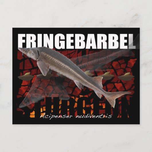 Fringebarbel-Ship Sturgeon Briefkaart (Voorkant)