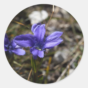 Fringed Gentian Ronde Sticker