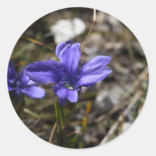 Fringed Gentian Ronde Sticker (Voorkant)