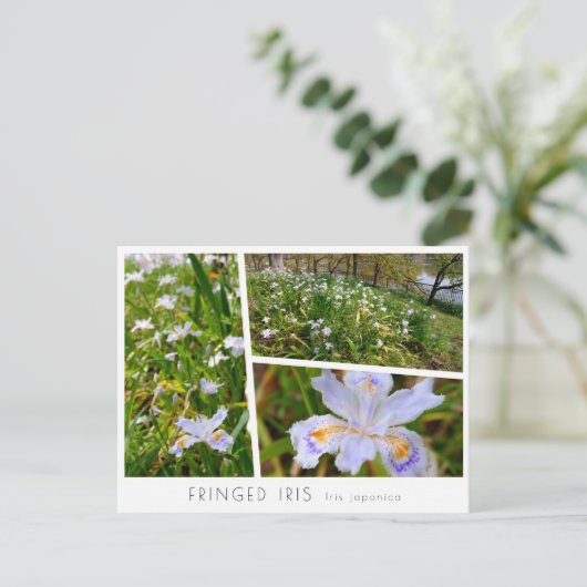 Fringed Iris Briefkaart (Staand voorkant)
