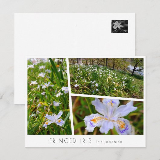 Fringed Iris Briefkaart (Voorkant / Achterkant)