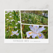 Fringed Iris Briefkaart (Voorkant)