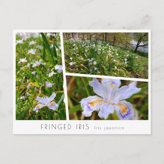 Fringed Iris Briefkaart (Voorkant)