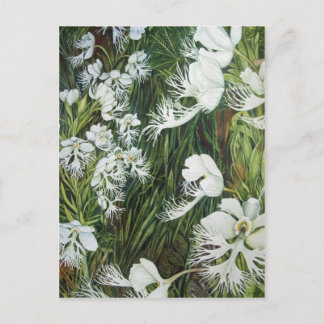 Fringed Prairie Orchids Briefkaart