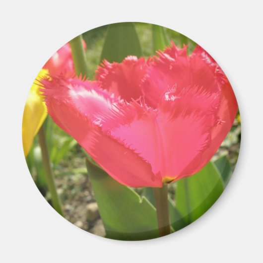 Fringed Tulips Magnet (Voorkant)