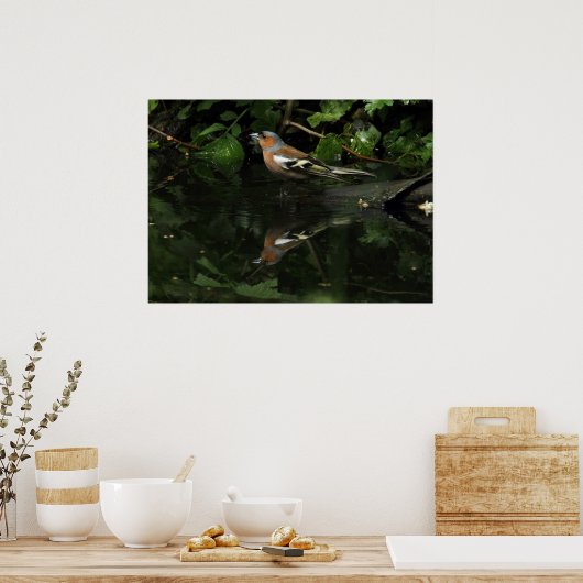 Fringilla coelebs poster (Keuken)