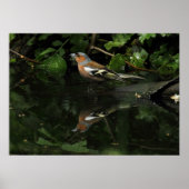 Fringilla coelebs poster (Voorkant)