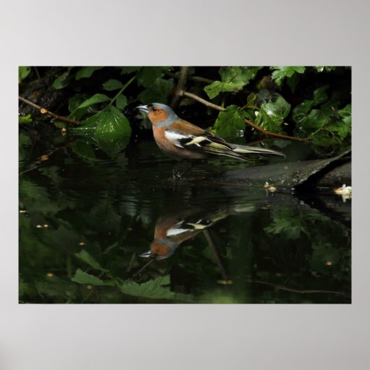 Fringilla coelebs poster (Voorkant)