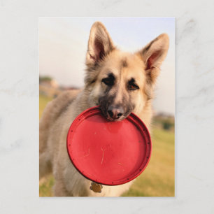 Frisbee Briefkaart
